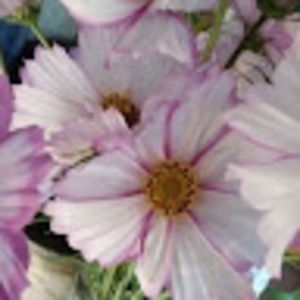 Meet your Posher, Kaeli r.